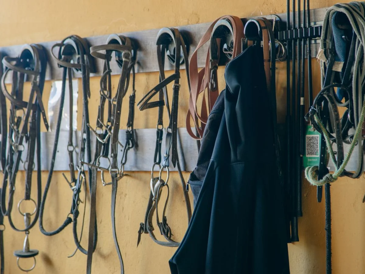 Leather bridles and other tack hang from wall hooks.
