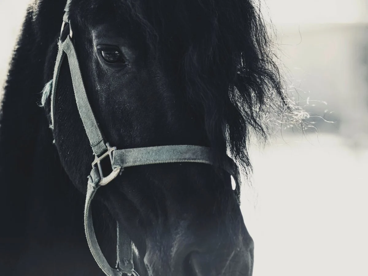 A black horse wears a grey webbing headcollar without a bit.