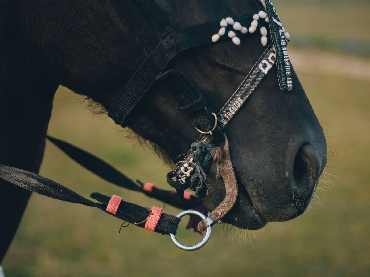 Webbing reins with contrasting grip stops attached to a horse bridle.