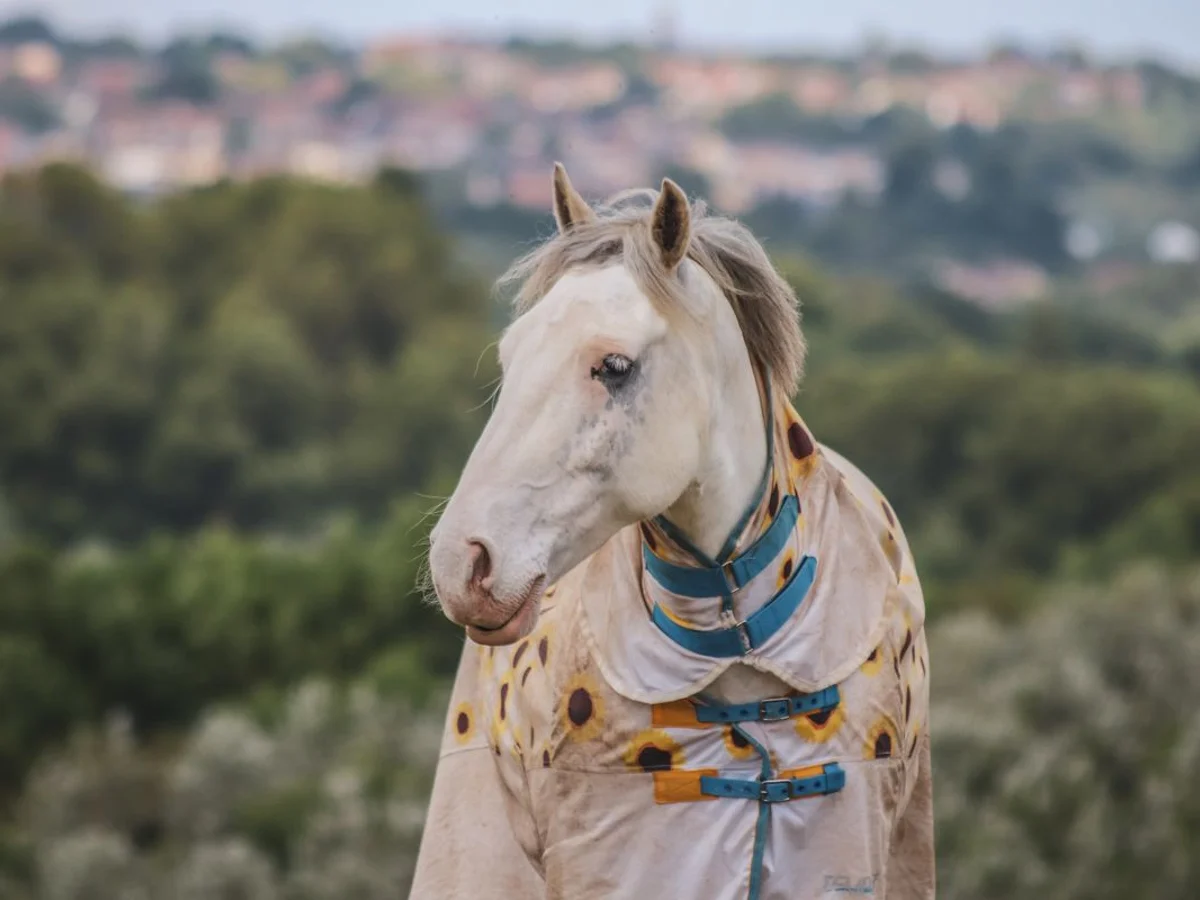 A grey horse wears a patterned rug with a neck section.