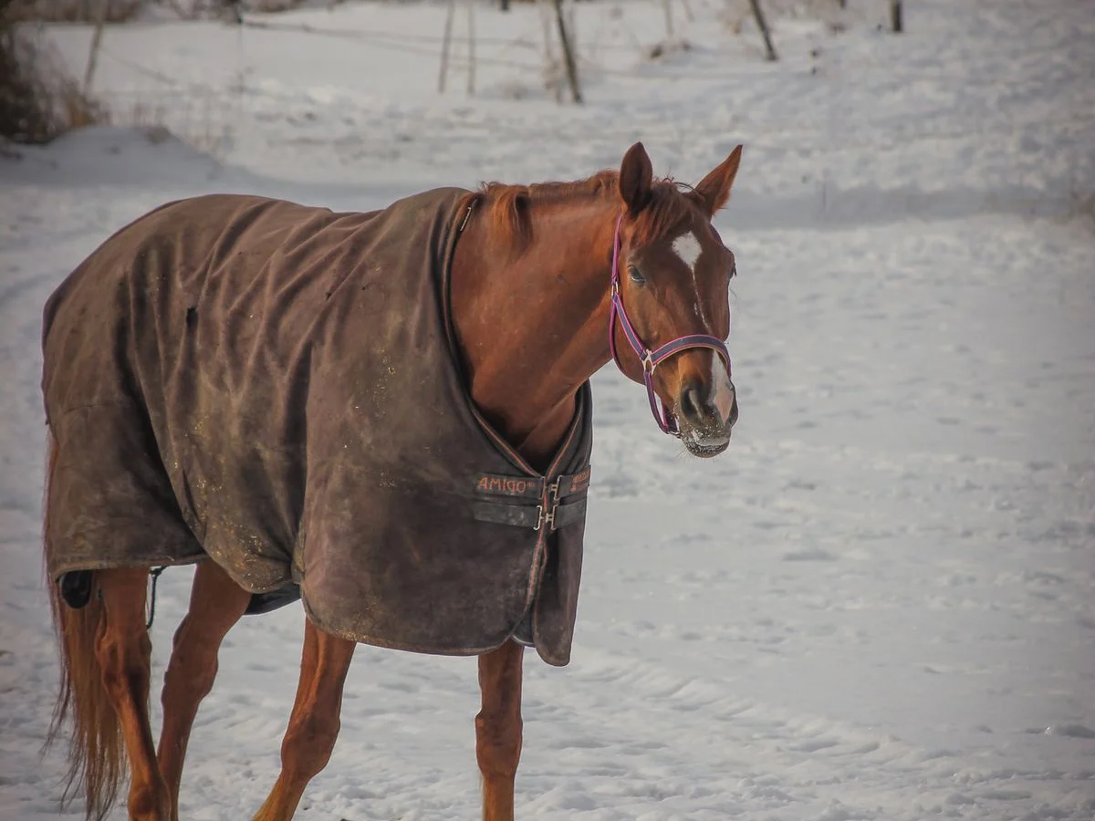 A chestnut horse wears a brown rug in a snowy paddock.