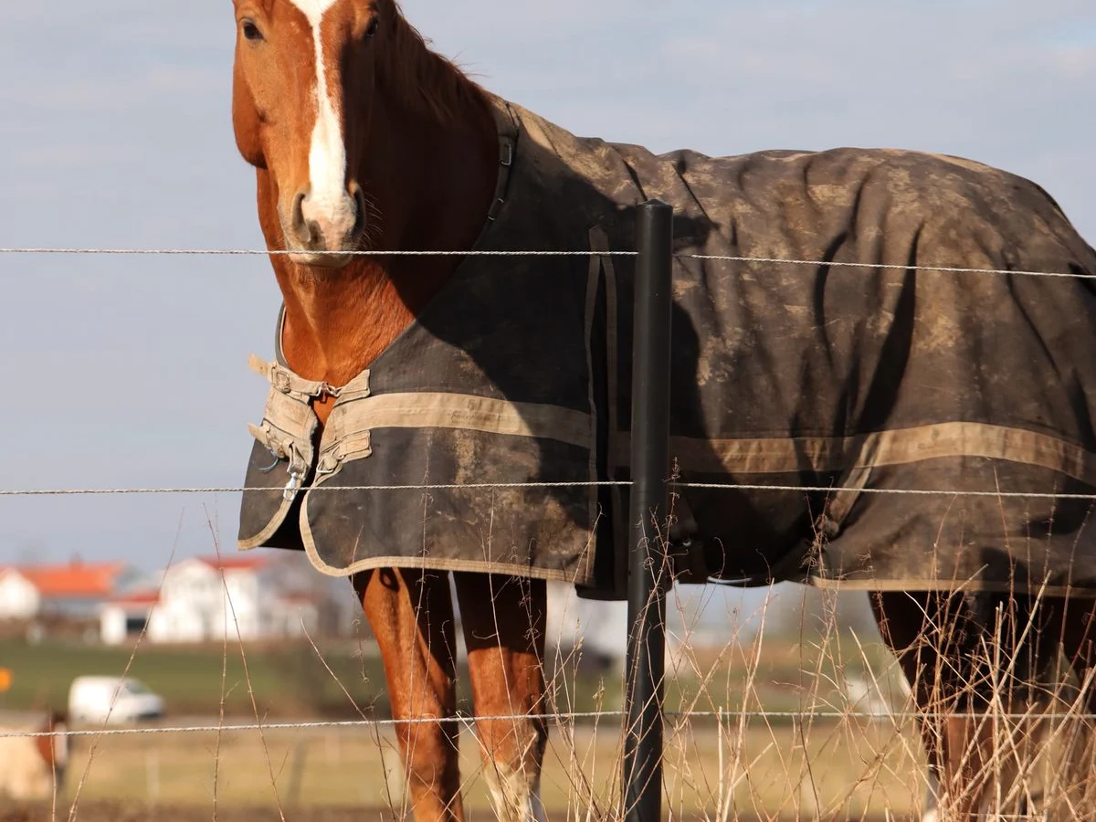 A horse wearing a dark turnout rug stands in a fenced field.