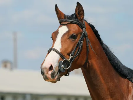 A bay horse wearing a leather bridle with visible browband, cheekpieces and noseband.