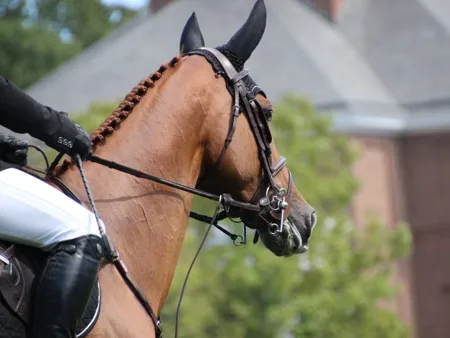 A chestnut horse wears a dark ear veil beneath its bridle.