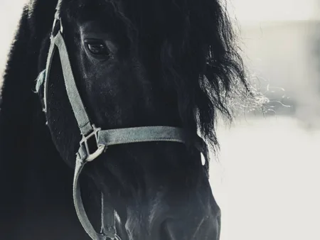 A black horse wears a grey webbing headcollar without a bit.