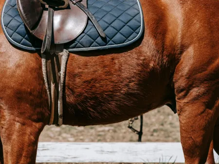 An English saddle sits within the outline of a blue quilted saddle pad.