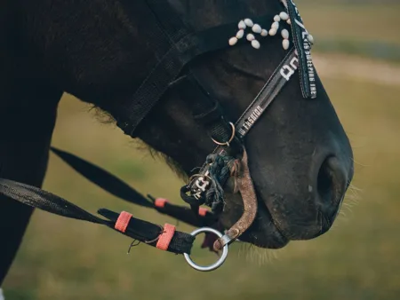 Webbing reins with contrasting grip stops attached to a horse bridle.