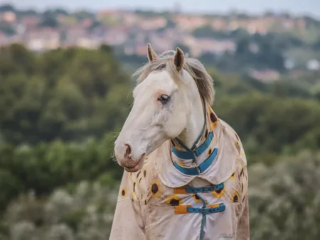 A grey horse wears a patterned rug with a neck section.